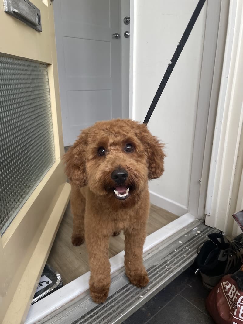 Freshly groomed apricot cockapoo on a lead standing in the salon doorway, looking up