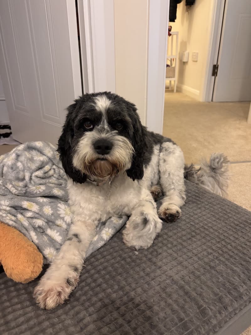 Shaggy black-and-white cockapoo relaxing on a grey dog bed with a fleece blanket