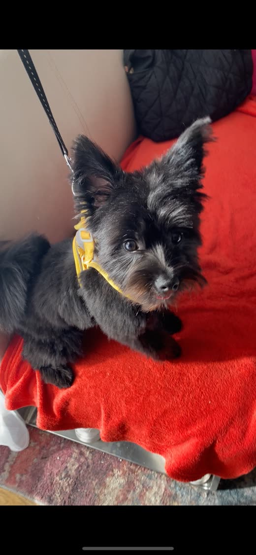 Small black scruffy terrier in a yellow bandana sitting on a red towel on the grooming table after a trim