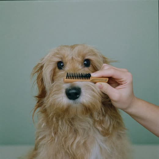 A brush being drawn through a dog's coat